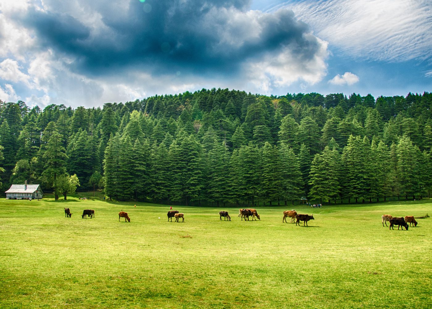 What Does Non GMO Have To Do With Beef American Farmers Network