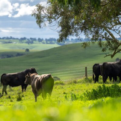 Grass-Fed Beef: Promoting a Sustainable and Healthier Future