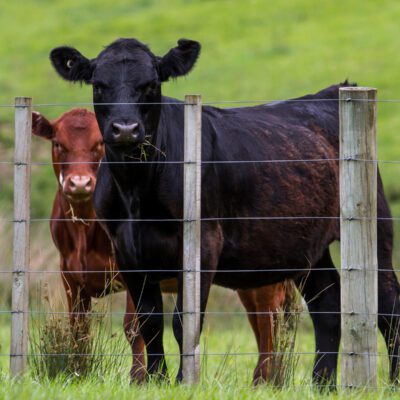 The Benefits of Prioritizing No Antibiotics Ever and No Added Growth Hormones Ever Standards in Grass-fed Beef Production