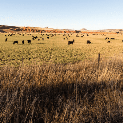 Unleashing the Potential: The Benefits of Regenerative Agriculture Principles to the Beef Industry