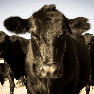The Benefits of Angus Breed Cattle with No Dairy Influence